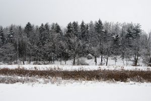 Backyard Peace by Unflux