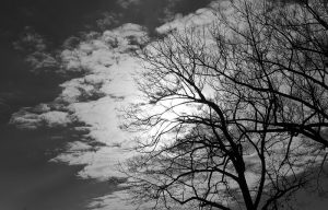 Capillaries by Unflux